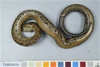 藏品(菊池氏龜殼花)的圖片